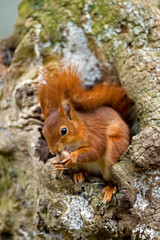 ECUREUIL ROUX sciurus vulgaris
