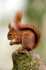 ECUREUIL ROUX sciurus vulgaris