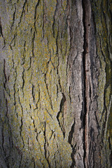 tree bark with green moss