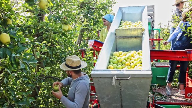 Team of workers harvest apples from trees in a sorting platform