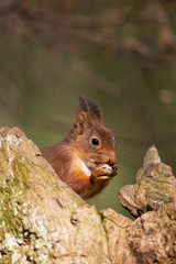 ECUREUIL ROUX sciurus vulgaris