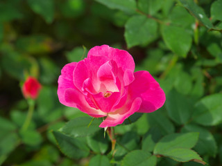 Pink roses in a park in New York City