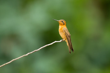 Shining sunbeam (Aglaeactis cupripennis) is a species of hummingbird in the family Trochilidae. It is found in Colombia, Ecuador, and Peru.