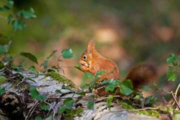 ECUREUIL ROUX sciurus vulgaris