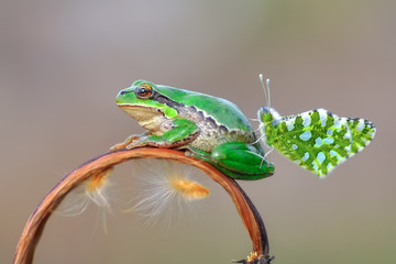 Beautiful Europaean Tree frog Hyla arborea 