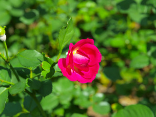 Pink roses in a park in New York City
