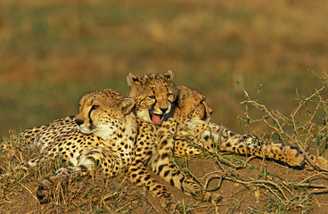 GUEPARD acinonyx jubatus © slowmotiongli