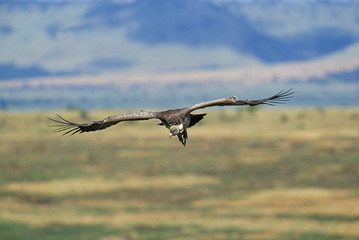 VAUTOUR DE RUPPELL gyps rueppelli