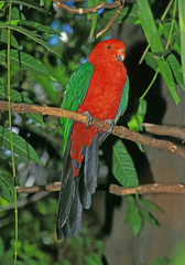 PERRUCHE ROYALE alisterus scapularis