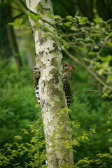 PANTHERE DU SRI LANKA panthera pardus kotiya