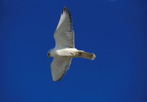 FAUCON GERFAUT falco rusticolus