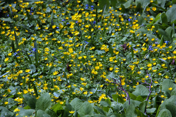 Små gula sommarblommor.
