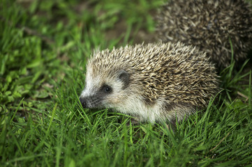 HERISSON D'EUROPE erinaceus europaeus © slowmotiongli