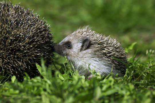 HERISSON D'EUROPE erinaceus europaeus