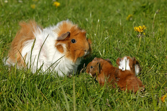 COBAYE A POIL FRISE cavia porcellus
