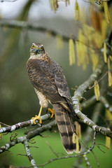 EPERVIER D'EUROPE accipiter nisus