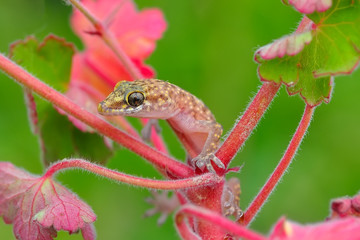 Closeup  Beautiful gecko in the garden