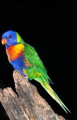 LORIQUET DE SWAINSON trichoglossus haematodus moluccanus