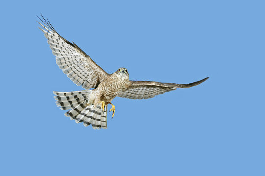 EPERVIER D'EUROPE Accipiter Nisus