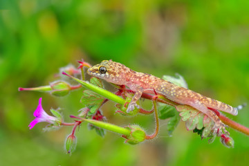 Closeup  Beautiful gecko in the garden