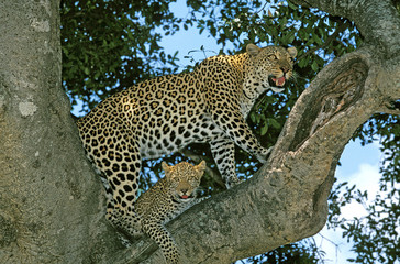PANTHERE LEOPARD panthera pardus