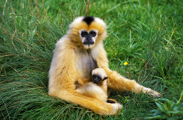GIBBON A MAINS BLANCHES hylobates lar