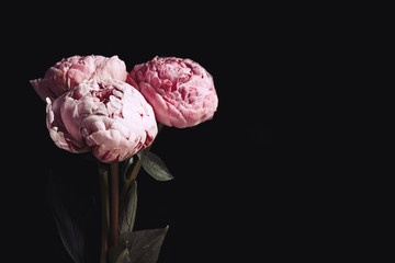 Beautiful fresh peonies on black background, space for text. Floral card design with dark vintage effect © New Africa