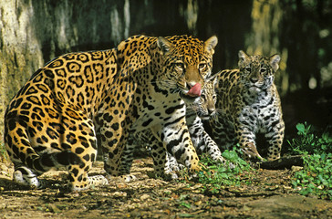 Naklejka premium JAGUAR panthera onca