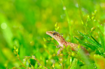 Closeup  Beautiful gecko in the garden