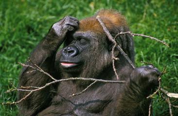 GORILLE DE PLAINE gorilla gorilla graueri