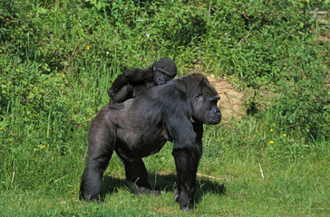 GORILLE DE PLAINE gorilla gorilla graueri