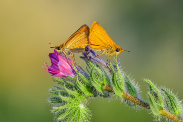 Macro Photography of Yellow Moth on Twig of Plant.
