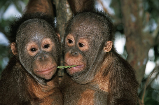 ORANG OUTAN pongo pygmaeus