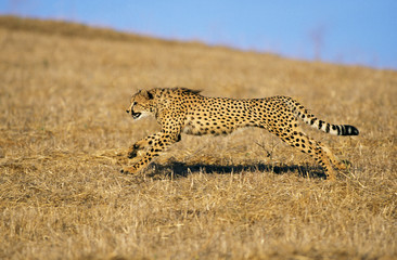 GUEPARD acinonyx jubatus