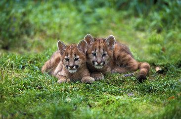 PUMA puma concolor