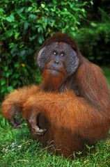 ORANG OUTAN pongo pygmaeus