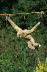 Naklejka premium GIBBON A MAINS BLANCHES hylobates lar
