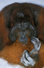 ORANG OUTAN pongo pygmaeus