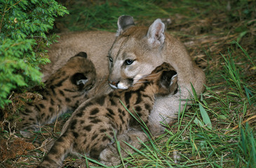 PUMA puma concolor