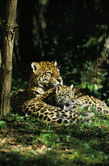 JAGUAR panthera onca