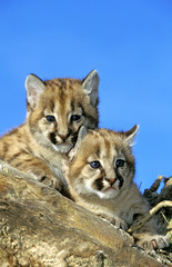 PUMA puma concolor