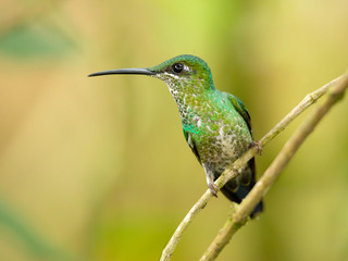 Fototapeta premium Green-crowned brilliant (Heliodoxa jacula) is a large, robust hummingbird that is a resident breeder in the highlands from Costa Rica to western Ecuador.