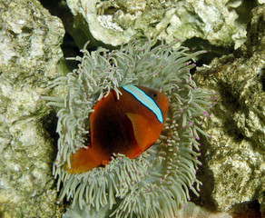 Obraz na płótnie Canvas POISSON CLOWN ROUGE amphiprion frenatus