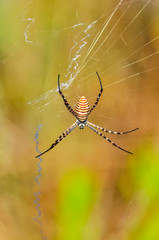  Beautiful spider on a spider web 