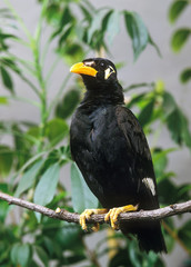 MAINATE RELIGIEUX gracula religiosa