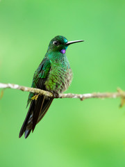 Green-crowned brilliant (Heliodoxa jacula) is a large, robust hummingbird that is a resident breeder in the highlands from Costa Rica to western Ecuador.