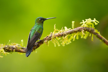 Green-crowned brilliant (Heliodoxa jacula) is a large, robust hummingbird that is a resident breeder in the highlands from Costa Rica to western Ecuador.