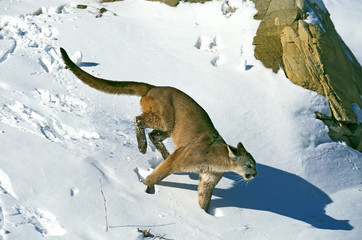 PUMA puma concolor