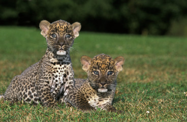 PANTHERE LEOPARD panthera pardus