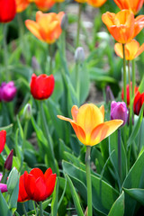 Tulpanrabatt i full blommning